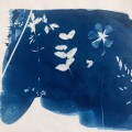 plants of my garden 5, cyanotypie, 2026, 20x20cm